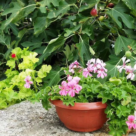 Briz 3 - Free Parking Varna