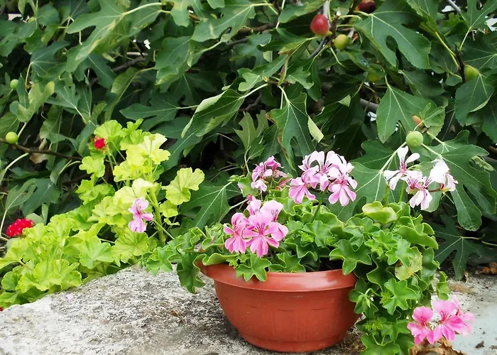 Briz 3 - Free Parking Varna